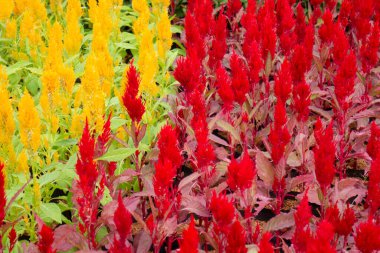 Tatil köyü bahçesinde süslenmiş güzel tropikal yeşil bitki ve ağaç.