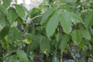 Kahve dükkanı ya da tropikal kafeterya konsepti dış plan bulanıklığı, stok fotoğrafı