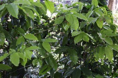 Kahve dükkanı ya da tropikal kafeterya konsepti dış görünüş, stok fotoğrafı.
