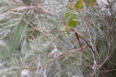 Bahar çiçekleri güzel çömlek çiçek dekoru, stok fotoğrafı.