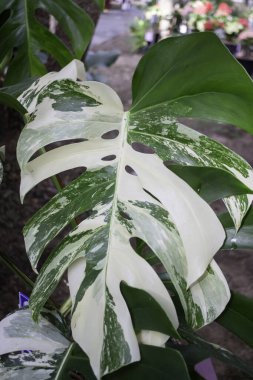 Bahar çiçekleri güzel çömlek çiçek dekoru, stok fotoğrafı.