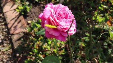 Yaz bahçesinde çiçek nektarı besleyen kelebek, stok görüntüleri.