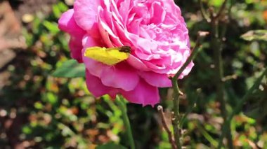 Yaz bahçesinde çiçek nektarı besleyen kelebek, stok görüntüleri.