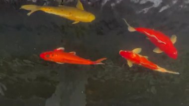 Japon koi balığı su bahçesinde yüzüyor, stok görüntüleri var.