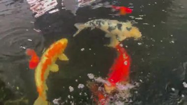 Japon koi balığı su bahçesinde yüzüyor, stok görüntüleri var.