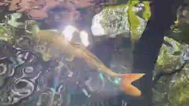 Japon koi balığı su bahçesinde yüzüyor, stok görüntüleri var.