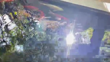 Japon koi balığı su bahçesinde yüzüyor, stok görüntüleri var.