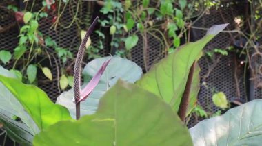 Kafenin iç bahçesi. Doğal, stok görüntüleri var.