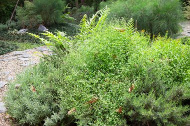 Çiçekli yaz bahçesi, stok fotoğrafı.