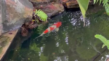 Su havuzu bahçesinde yüzen Japon koi balığı, stok görüntüleri.
