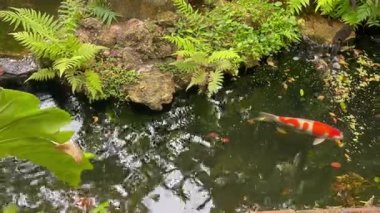 Su havuzu bahçesinde yüzen Japon koi balığı, stok görüntüleri.