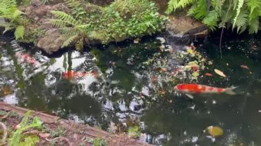 Su havuzu bahçesinde yüzen Japon koi balığı, stok görüntüleri.