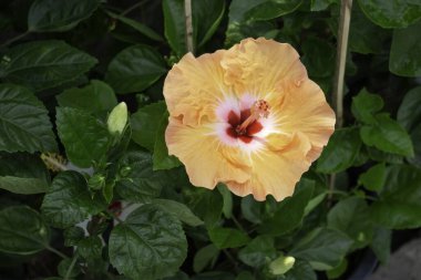 Bir fabrika ve bahçıvanlık mağazası, borsa fotoğrafı.