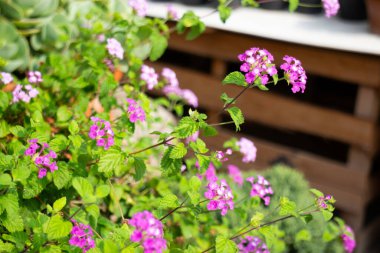 Bir fabrika ve bahçıvanlık mağazası, borsa fotoğrafı.