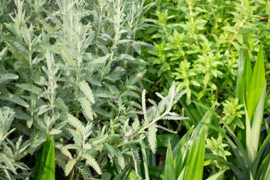 Bir fabrika ve bahçıvanlık mağazası, borsa fotoğrafı.