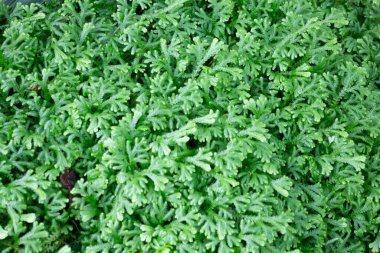 Bir fabrika ve bahçıvanlık mağazası, borsa fotoğrafı.