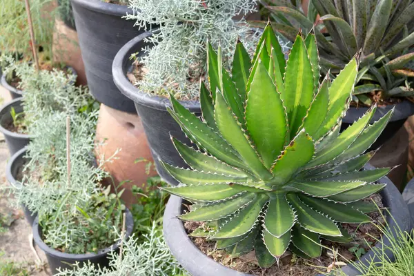 Bir fabrika ve bahçıvanlık mağazası, borsa fotoğrafı.