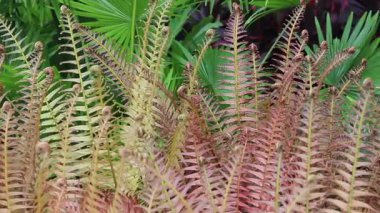 Chiang Mai, Tayland 'daki yeşillik ve ağaç manzarası, stok görüntüleri.