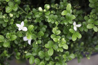 Çiçekçide bitki ve çiçeklerin çeşitliliği, stok fotoğrafı