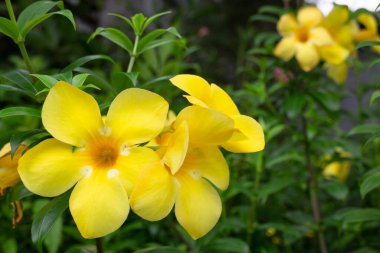 Çiçekçide bitki ve çiçeklerin çeşitliliği, stok fotoğrafı