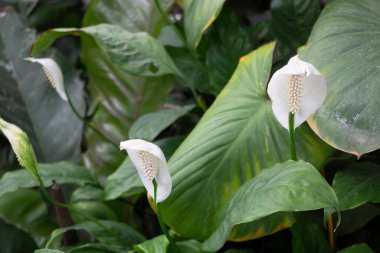 Çiçekçide bitki ve çiçeklerin çeşitliliği, stok fotoğrafı
