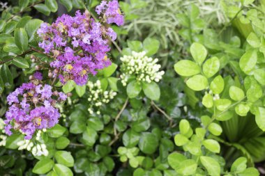 Çiçekçide bitki ve çiçeklerin çeşitliliği, stok fotoğrafı