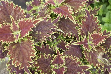 Çiçekçide bitki ve çiçeklerin çeşitliliği, stok fotoğrafı