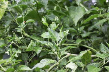 Çiçekçide bitki ve çiçeklerin çeşitliliği, stok fotoğrafı