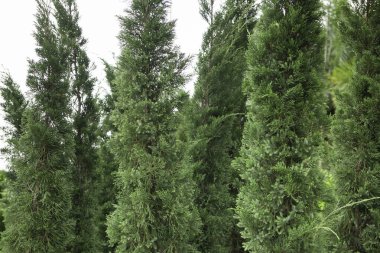 Çiçekçide bitki ve çiçeklerin çeşitliliği, stok fotoğrafı