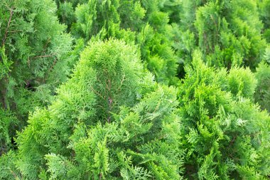 Çiçekçide bitki ve çiçeklerin çeşitliliği, stok fotoğrafı
