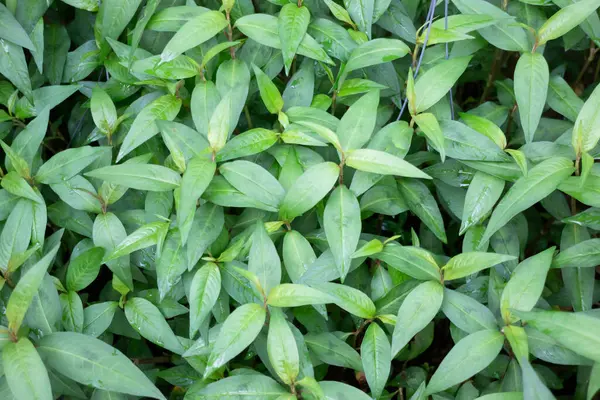 Çiçekçide bitki ve çiçeklerin çeşitliliği, stok fotoğrafı