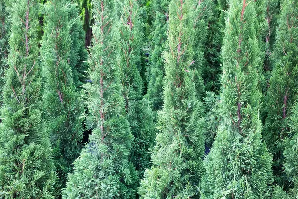 Çiçekçide bitki ve çiçeklerin çeşitliliği, stok fotoğrafı