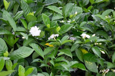 Çiçekçide bitki ve çiçeklerin çeşitliliği, stok fotoğrafı