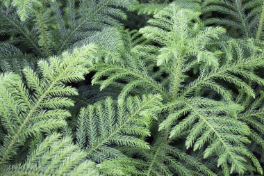 Çiçekçide bitki ve çiçeklerin çeşitliliği, stok fotoğrafı