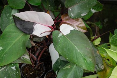 Çiçekçide bitki ve çiçeklerin çeşitliliği, stok fotoğrafı