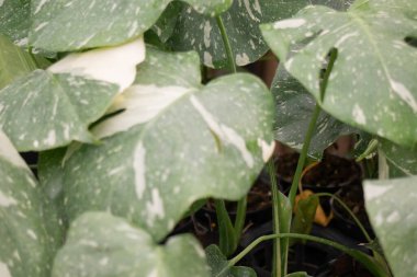 Çiçekçide bitki ve çiçeklerin çeşitliliği, stok fotoğrafı