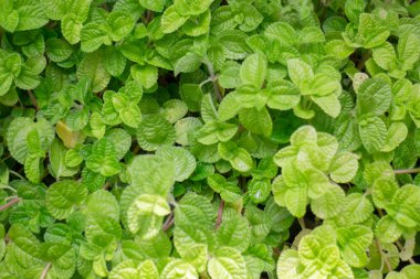 Çiçekçide bitki ve çiçeklerin çeşitliliği, stok fotoğrafı