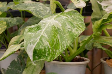 Çiçekçide bitki ve çiçeklerin çeşitliliği, stok fotoğrafı