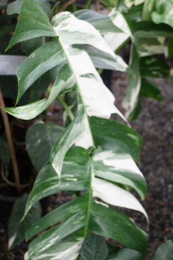 Çiçekçide bitki ve çiçeklerin çeşitliliği, stok fotoğrafı