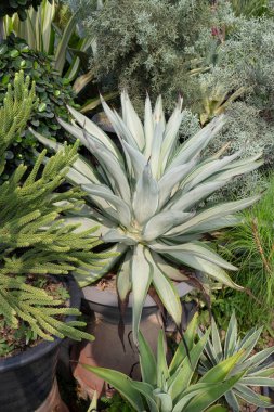 Bir fabrika ve bahçıvanlık mağazası, borsa fotoğrafı.