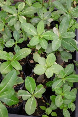 Çiçekçide bitki ve çiçeklerin çeşitliliği, stok fotoğrafı