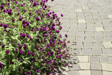 Çiçekçide bitki ve çiçeklerin çeşitliliği, stok fotoğrafı