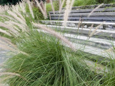 Renkli bir manzara, resmi bir bahçe, stok fotoğrafı.