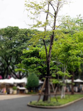 Bahçe düzenleme konseptinde normal bitkiler, stok fotoğrafı.