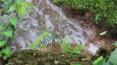 Ev bahçesindeki küçük derede dekoratif çalılıklar, stok görüntüleri.