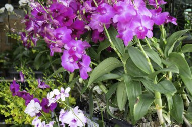 Tropik yeşillik bitkisinin doğal manzarası, stok fotoğrafı.