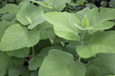 Tropik yeşillik bitkisinin doğal manzarası, stok fotoğrafı.