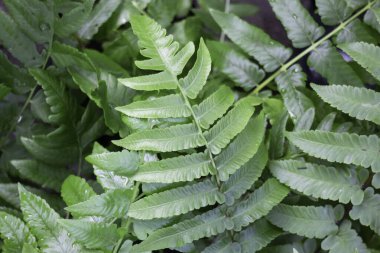 Tropik yeşillik bitkisinin doğal manzarası, stok fotoğrafı.