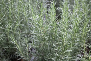 Tropik yeşillik bitkisinin doğal manzarası, stok fotoğrafı.