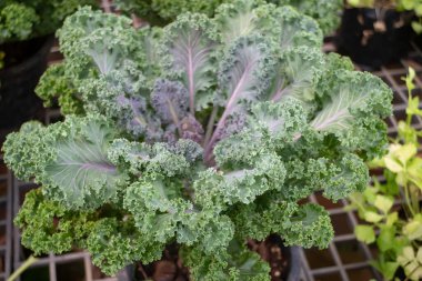 Tropik yeşillik bitkisinin doğal manzarası, stok fotoğrafı.